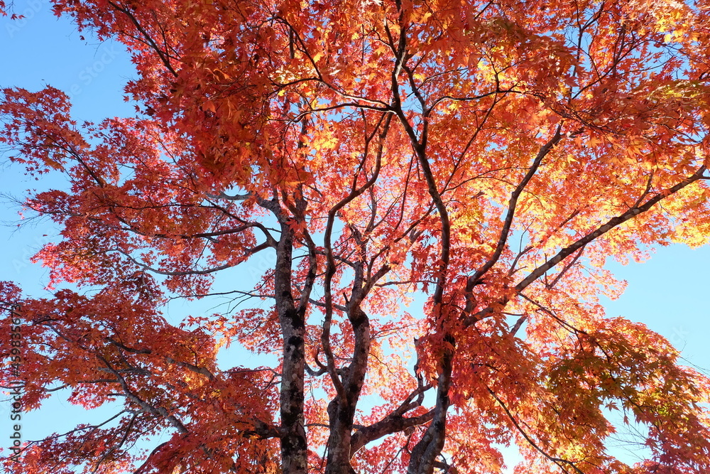 beautiful Maple leaf in autumn season Karuizawa Nagano Japan beautiful Maple leaf in autumn season Karuizawa Nagano Japan