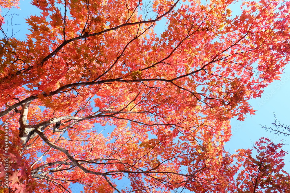beautiful Maple leaf in autumn season Karuizawa Nagano Japan beautiful Maple leaf in autumn season Karuizawa Nagano Japan
