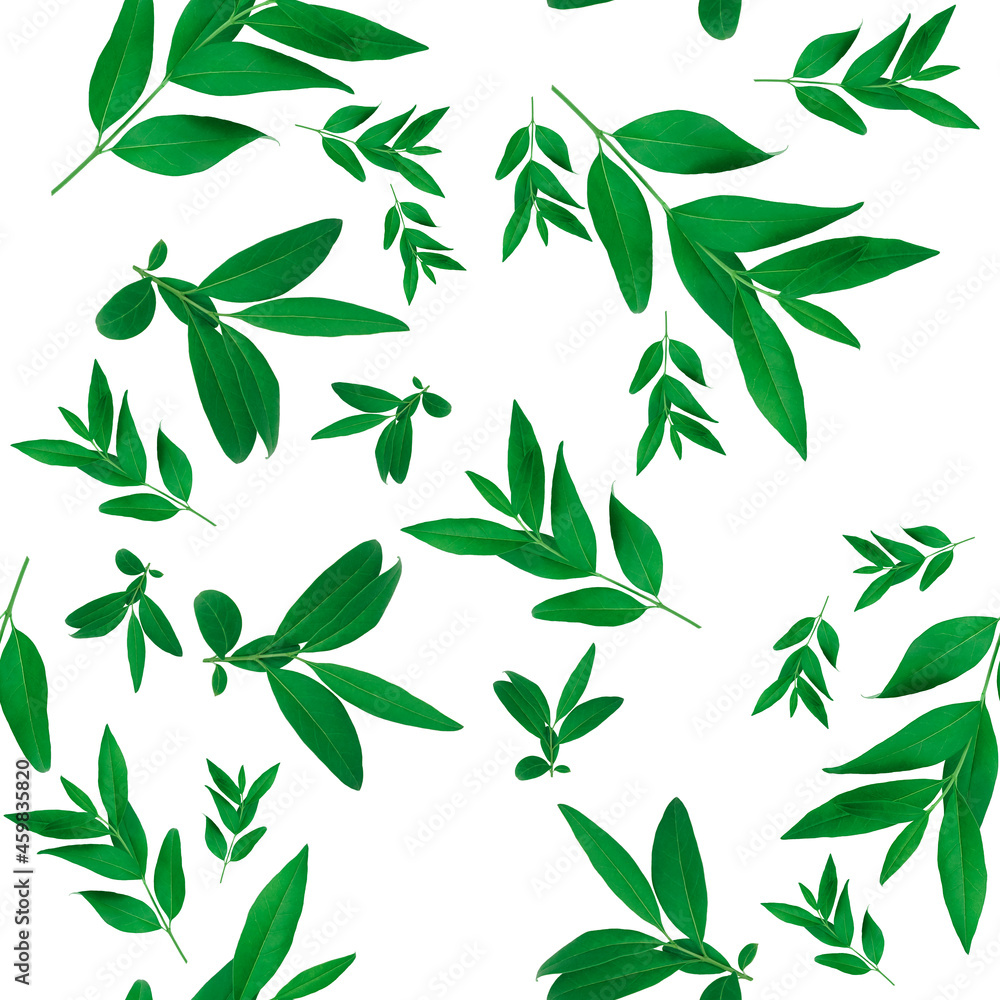 Seamless leaf pattern background. Green branches isolated on white.