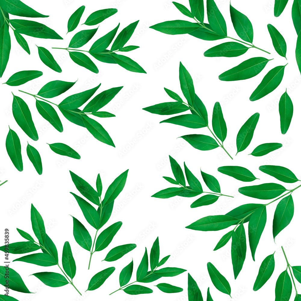 Seamless leaf pattern. Green branches and leaves isolated on white background.