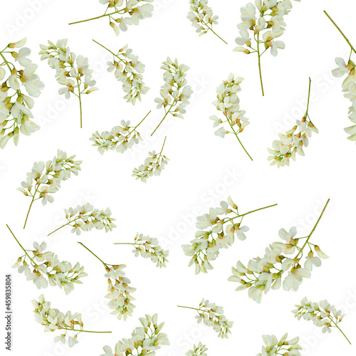 Floral seamless pattern background. White acacia flowers isolated on white. Blossoming acacia branch. Robinia pseudoacacia.