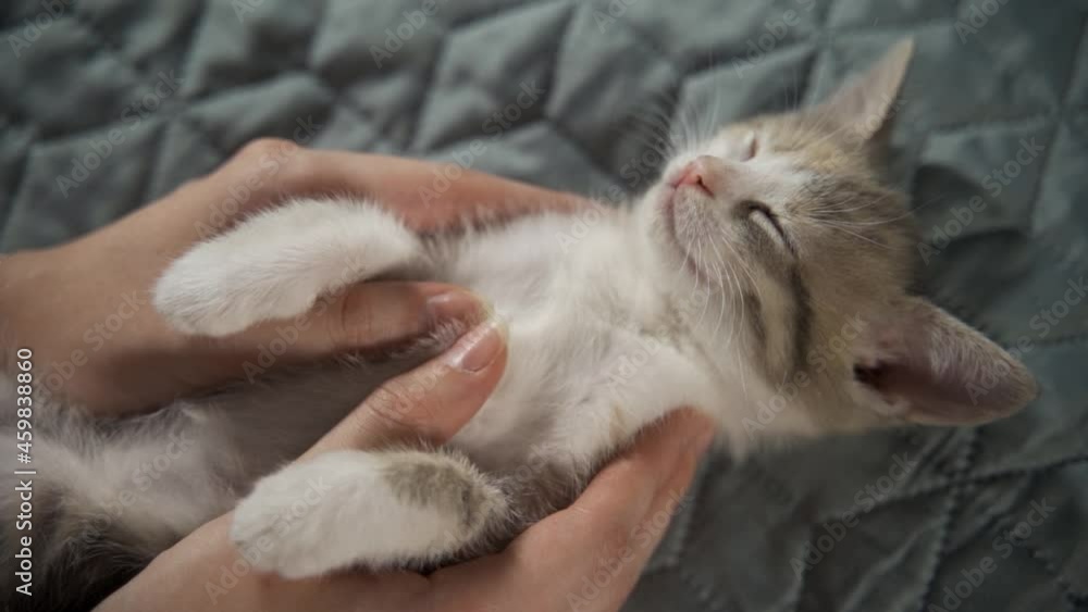 The kitten is fast asleep and the owner's hands hold it and stroke the white breast with his fingers. Love for pets. Close-up, slow motion, HD. The kitten is fast asleep and the owner's hands hold it and stroke the white breast with his fingers. Love for pets. Close-up, slow motion, HD.