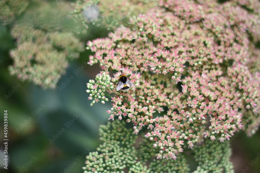 Sedum Telephium-Hybride 'Herbstfreude' - Hohe Fetthenne Sedum Telephium-Hybride 'Herbstfreude' - Hohe Fetthenne