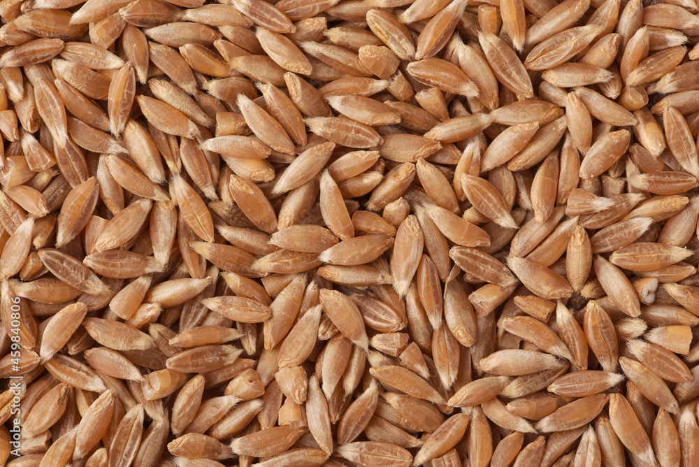 Organic spelt wheat grains