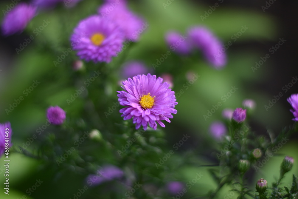 Fototapeta premium Blühende Aster novi-belgii 'Karminkuppel' - Glattblatt-Aster