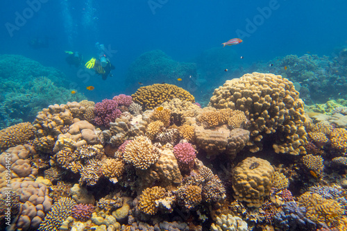 Colorful, picturesque coral reef at the bottom of tropical sea, different types of hard coral, underwater landscape. Several divers in the background