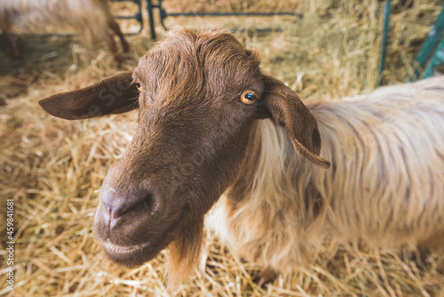 Domestic goat in goat pen