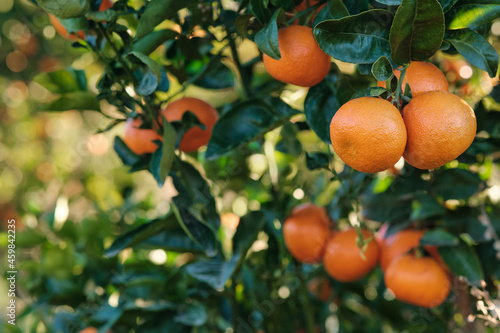 Mandarin oranges hanging from a laden fruit tree in an orange orchard.