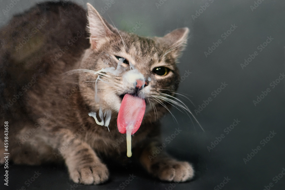 gray tabby cat licks glass with sour cream. Animal licks milk, gray tabby cat licks glass with sour cream. Animal licks milk,