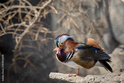 portrait of various wild birds in nature