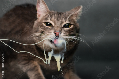 gray tabby cat licks glass with sour cream. Animal licks milk,