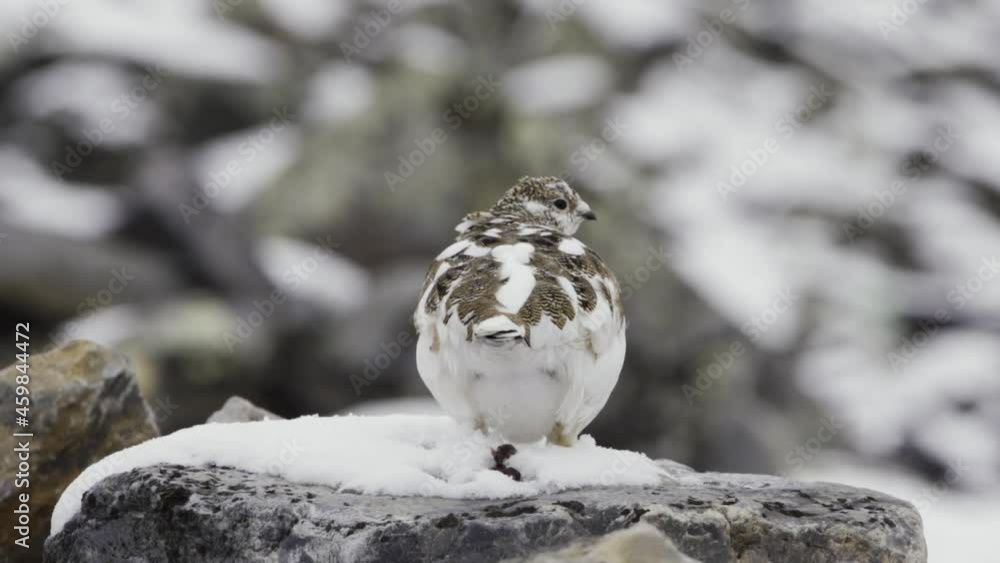A thick partridge sits on a snow-covered rock. Her feathers move in the wind. Winter forest and its inhabitants. Close-up, blurred background, slow motion, HD. A thick partridge sits on a snow-covered rock. Her feathers move in the wind. Winter forest and its inhabitants. Close-up, blurred background, slow motion, HD.