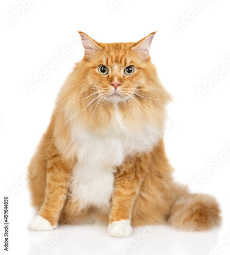 Adult maine coon cat sitting in front view and looking at camera. isolated on white background