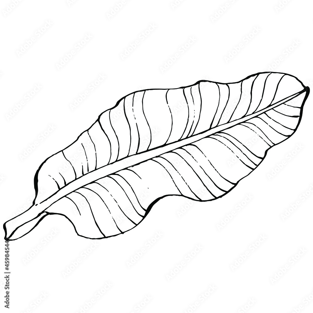 Vector Exotic tropical hawaiian summer. Palm beach tree jungle botanical leaves. Black and white engraved ink art. Leaf plant botanical garden floral foliage. Isolated leaf illustration element. Vector Exotic tropical hawaiian summer. Palm beach tree jungle botanical leaves. Black and white engraved ink art. Leaf plant botanical garden floral foliage. Isolated leaf illustration element.