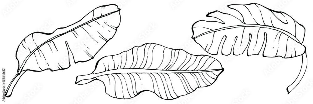Vector Exotic tropical hawaiian summer. Palm beach tree jungle botanical leaves. Black and white engraved ink art. Leaf plant botanical garden floral foliage. Isolated leaf illustration element. Vector Exotic tropical hawaiian summer. Palm beach tree jungle botanical leaves. Black and white engraved ink art. Leaf plant botanical garden floral foliage. Isolated leaf illustration element.