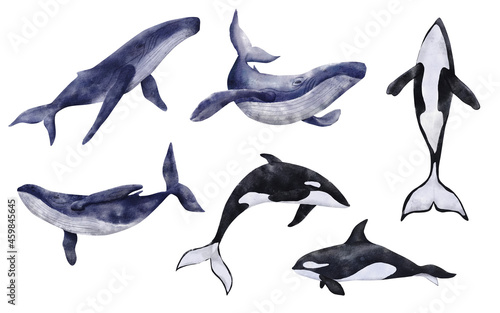 Big set of watercolor whales and orcas. Hand drawn illustration of blue whales isolated on white background. Beautiful realistic underwater animals.
