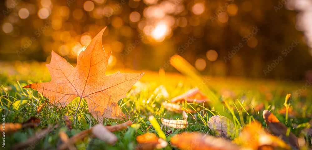 Stunning autumn leaf in green grass, autumnal lancdspe, nature closeup view with sun rays and relaxing blurred forest trees. Idyllic seasonal nature view, fallen autumn leaves on grass sunny morning