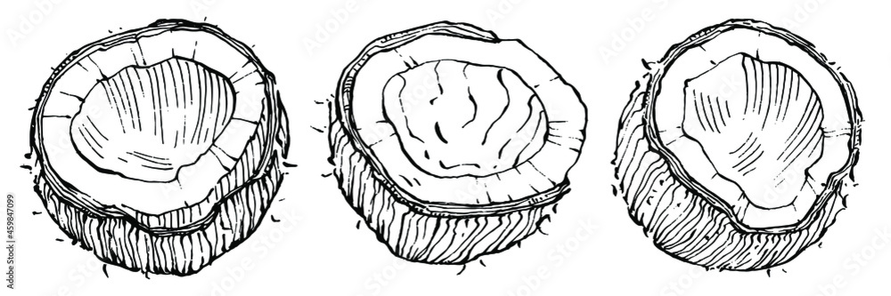 Vector coconut hand drawn Sketch. Vector tropical food illustration. Vintage style. The best for design logo, menu, label, icon, stamp. Vector coconut hand drawn Sketch. Vector tropical food illustration. Vintage style. The best for design logo, menu, label, icon, stamp.