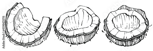Vector coconut hand drawn Sketch. Vector tropical food illustration. Vintage style. The best for design logo, menu, label, icon, stamp.