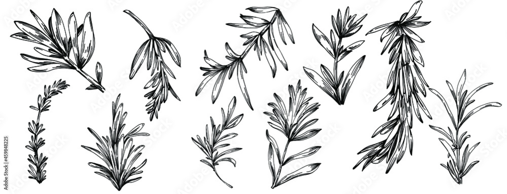 Fototapeta premium Rosemary branches and leaves isolated Vector hand drawn Sketch. Food illustration. Vintage style. The best for design logo, menu, label, icon, stamp.