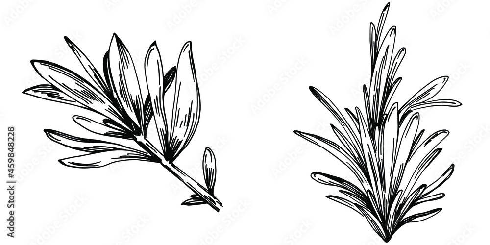 Naklejka premium Rosemary branches and leaves isolated Vector hand drawn Sketch. Food illustration. Vintage style. The best for design logo, menu, label, icon, stamp.