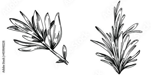 Rosemary branches and leaves isolated Vector hand drawn Sketch. Food illustration. Vintage style. The best for design logo, menu, label, icon, stamp.