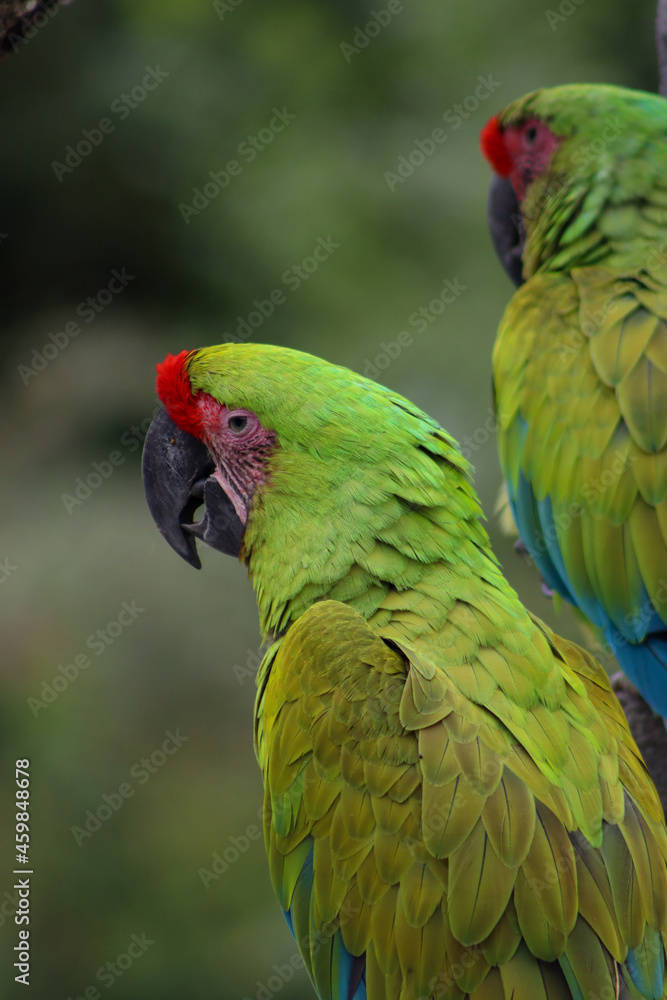 Naklejka premium Portrait of a parrot