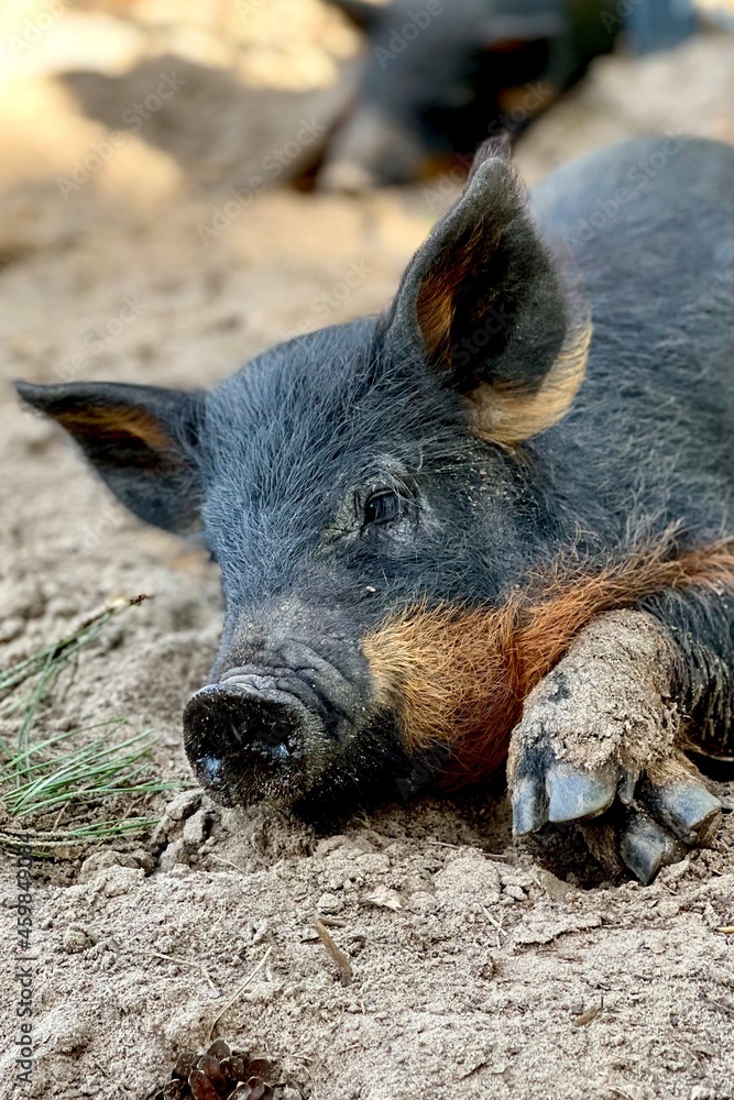 wild boar pig