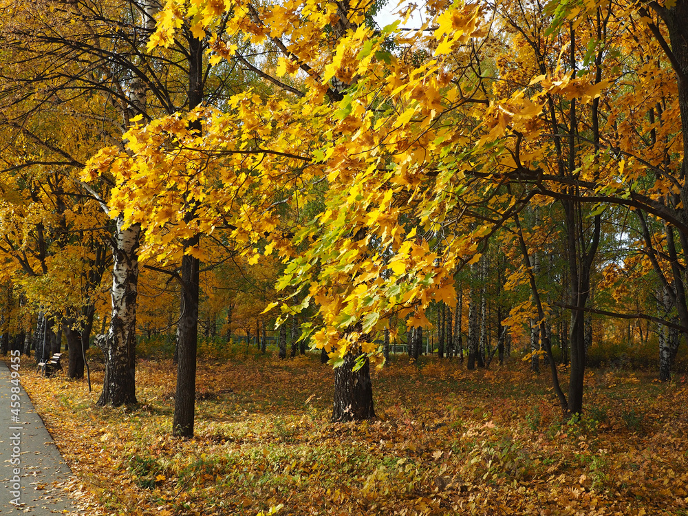 Fototapeta premium Autumn. Yellow leaves of a maple on a background of the sky.