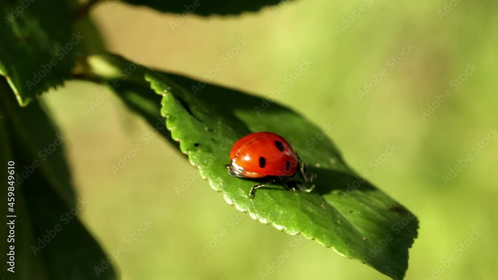 ladybug quickly crawls on a green leaf close-up. macro ladybug quickly crawls on a green leaf close-up. macro