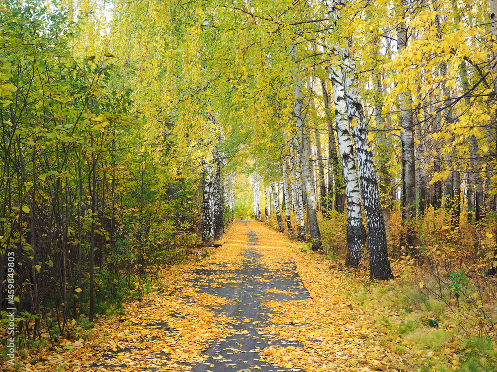 Autumn. Autumn trees in the park. Fallen leaves. The path is covered with fallen leaves. Russia, Ural, Perm region