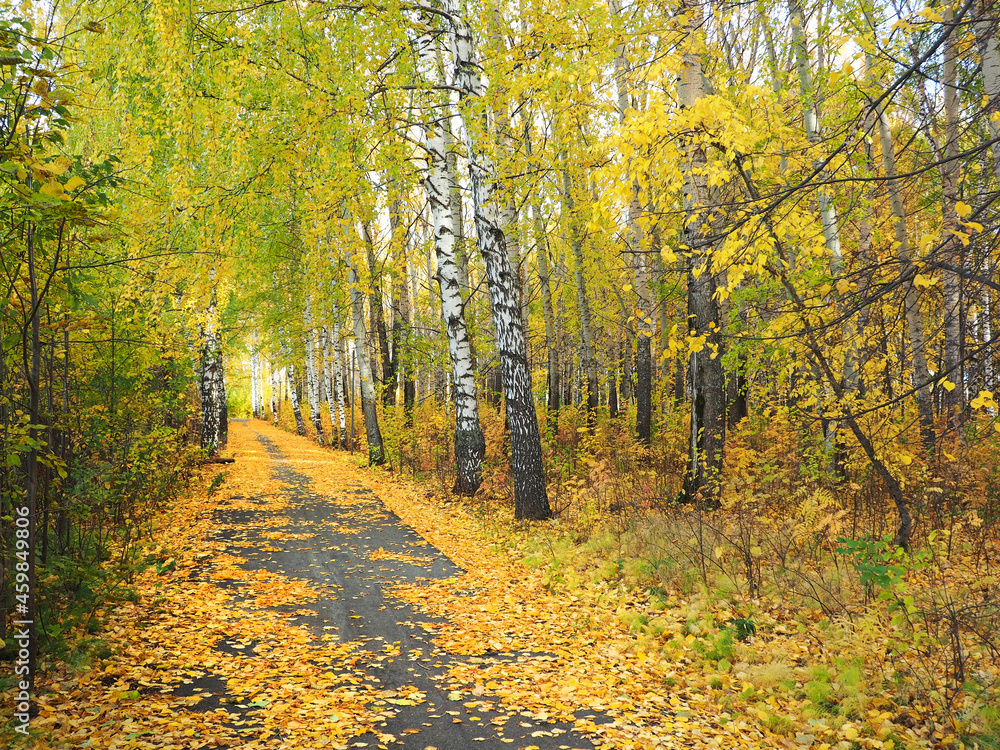 Obraz premium Autumn. Autumn trees in the park. Fallen leaves. The path is covered with fallen leaves. Russia, Ural, Perm region