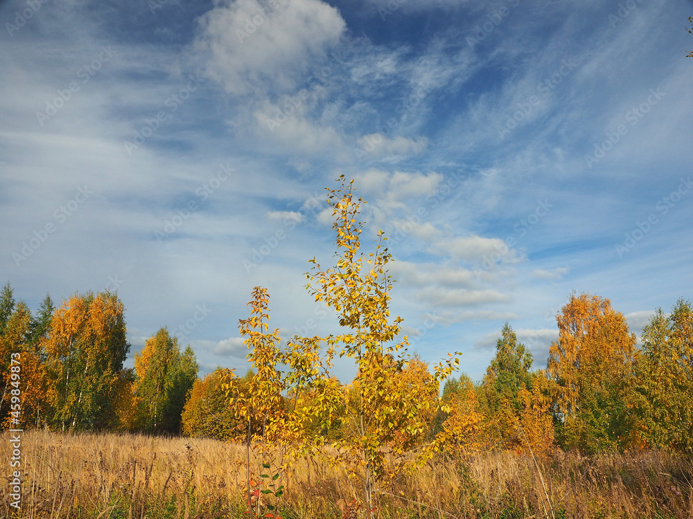 Fototapeta premium Autumn. Autumn forest, abandoned field. Beautiful sky with clouds. Russia, Ural, Perm region