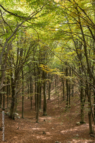 Bosco di pioppi.