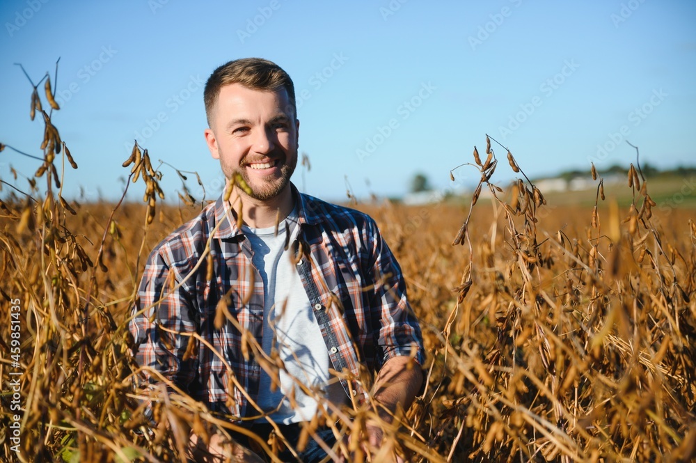 farmer agronomist in soybean field checking crops before harvest. Organic food production and cultivation.