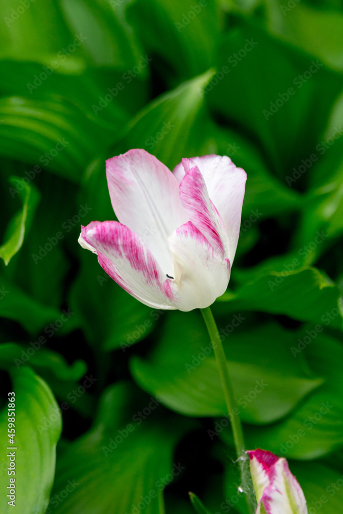 White tulips with pink edging in the spring garden White tulips with pink edging in the spring garden