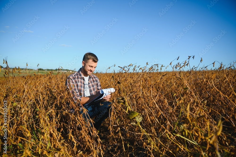 Soy field and ripe soy plants at sunrise. Soy agriculture Soy field and ripe soy plants at sunrise. Soy agriculture