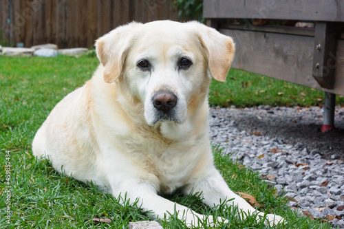 Slika na platnu Chien Labrador