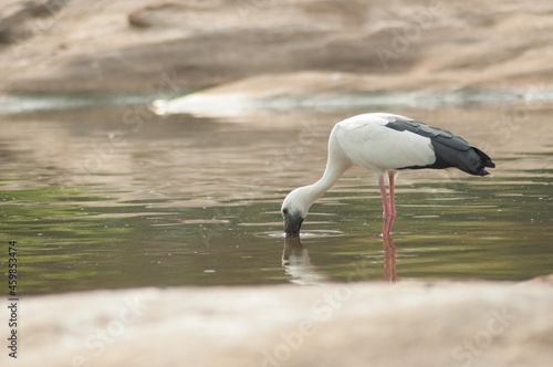 Asian Openbill (Anastomus Oscitans), Drinking Water, Ranganthittu, Mysore,Karnataka,  India