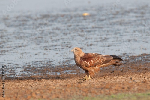 Brahminy Kite (Haliastur Indus), Bheemanakuppe, Bangalore, Karnataka, India