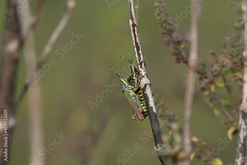 Painted Grasshopper (Dactylotum Bicolor), Bangalore, Karnataka, India