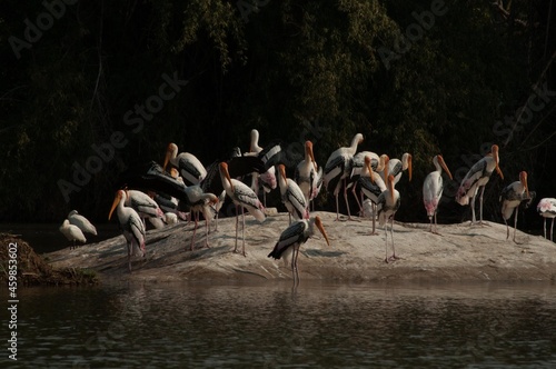 Painted Stork (Mycteria Leucocephala), Flock, Ranganthittu, Mysore, Karnataka, India