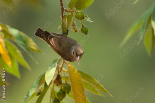 Plain Flowerpecker (Dicaeum Minullum), Ranganthitu, Mysore, Karnataka, India