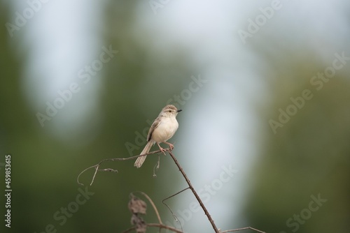 Plain Prinia (Prinia Inornata), On a Perch, Bangalore, Karnataka, India
