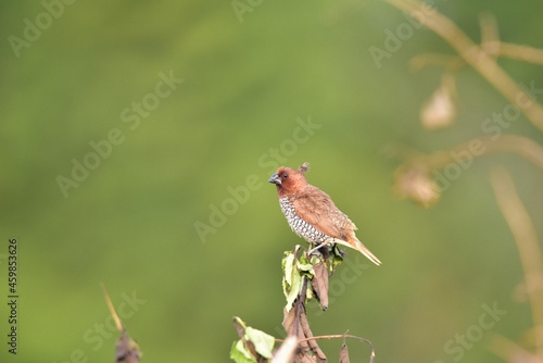 Scaly-Breasted Munia (Lonchura Punctulata), Bangalore, Karnataka, India