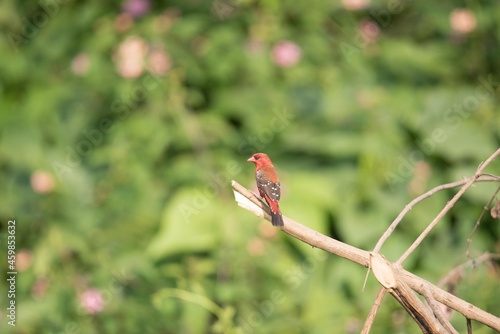 Red Avadavat (Amandava Amandava), On a Perch, Bangalore, Karnataka, India