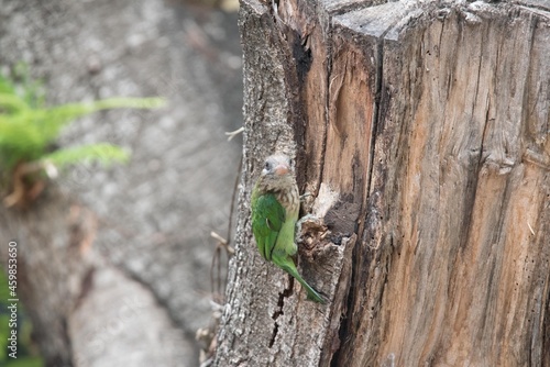 White Cheeked Barbet (Psilopogon Viridis), Building Nest, Vijaynagar, Bangalore, Karnataka, India