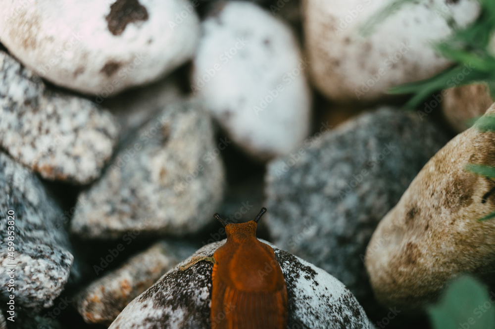 Schnecke kurz vor dem Absprung Schnecke kurz vor dem Absprung