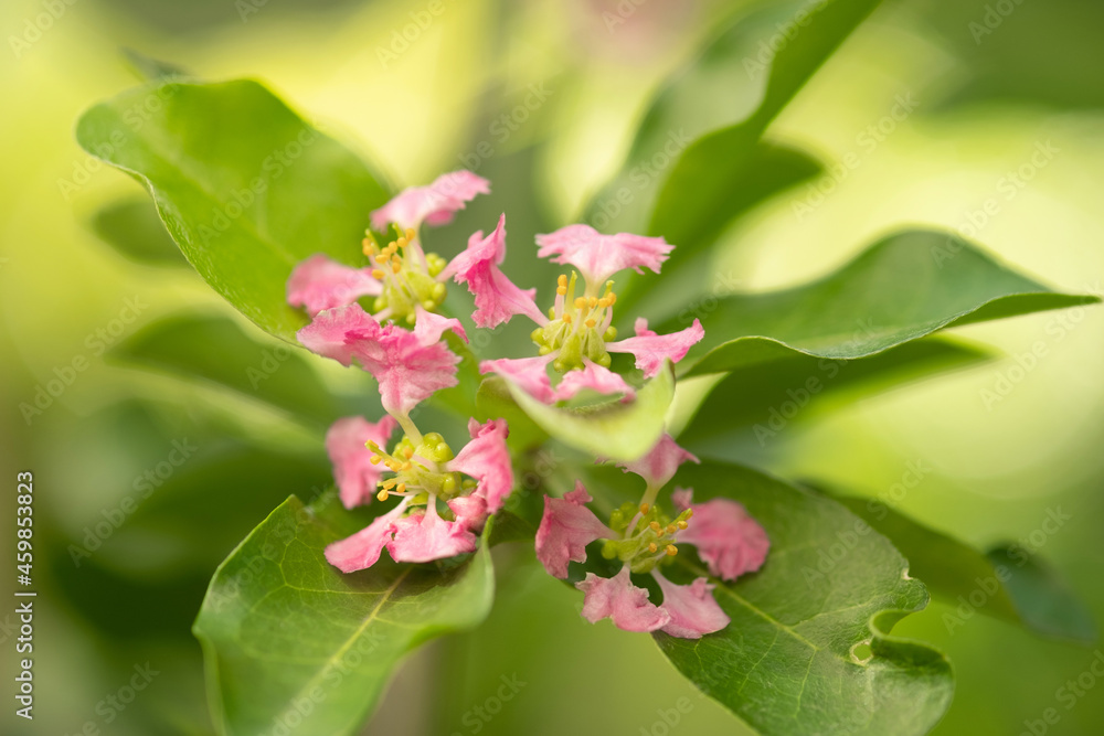 Fototapeta premium Flowering Acerola cherry trees in Thailand. Acerola cherry blossom trees, Select focus, soft focus.