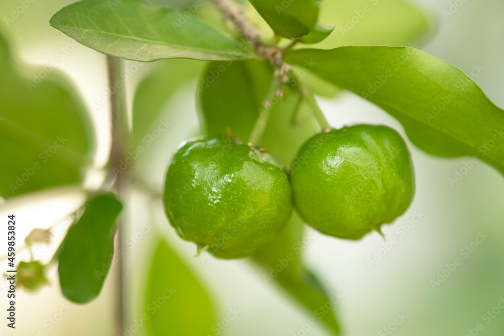 Thailand green Acerola cherry. Select focus, soft focus, high vitamin, green acerola cherry. Thailand green Acerola cherry. Select focus, soft focus, high vitamin, green acerola cherry.